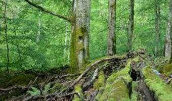 Invitație workshop - Avocați pentru Natură - București, 26-27 octombrie
